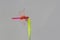 Crimson Dropwing male Trithemis aurora