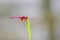 Crimson Dropwing male Trithemis aurora