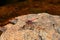 Crimson dropwing, Trithemis selika, dragonfly, Andringitra National Park, Madagascar wildlife