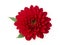 Crimson Elegance: The Red Dahlia Flower Head