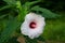 Crimson-eyed Rosemallow flower Hibiscus moscheutos