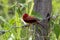 Crimson finch or Neochmia phaeton seen in Nimbokrang in West Papua, Indonesia