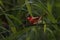 Crimson finch or Neochmia phaeton seen in Nimbokrang in West Papua, Indonesia