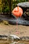 Crimson flamingo stands on one foot on the river bank