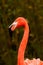 Crimson flamingo stands on the water's edge with a long neck, red feathers and a large black beak