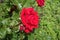 Crimson flower and closed bud of rose