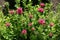 Crimson flowers of monarda in June