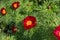 Crimson flowers of Paeonia tenuifolia