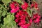 Crimson flowers of zonal pelargoniums in September