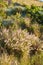 Crimson fountain grass or cenchrus setaceus growing on a field outdoors. Closeup of perennial buffelgrass from the