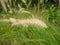 Crimson Fountaingrass (Cenchrus setaceus) is a Wheat-Like Flower