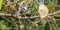 Crimson-fronted barbet also known as Sri Lankan barbet, eating fruits