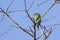 Crimson-fronted Barbet in Ella, Sri Lanka