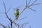 Crimson-fronted Barbet in Ella, Sri Lanka