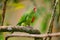 Crimson-fronted Parakeet Aratinga finschi portrait of light green parrot with red head, Costa Rica. Wildlife scene from tropical