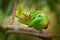 Crimson-fronted Parakeet Aratinga finschi portrait of light green parrot with red head, Costa Rica. Wildlife scene from tropical