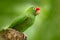 Crimson-fronted Parakeet, Aratinga funschi, portrait of light green parrot with red head, Costa Rica. Portrait of bird. Wildlife s