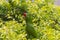 Crimson-fronted Parakeet in Costa Rica