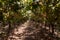 Crimson Grapes picking at Moshav Lachish