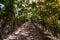 Crimson Grapes picking at Moshav Lachish