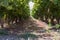 Crimson Grapes picking at Moshav Lachish