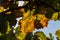 Crimson Grapes picking at Moshav Lachish