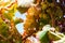 Crimson Grapes picking at Moshav Lachish