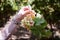 Crimson Grapes picking at Moshav Lachish