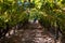 Crimson Grapes picking at Moshav Lachish