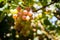 Crimson Grapes picking at Moshav Lachish