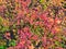 Crimson , Green and Yellow Fall Foliage