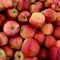 Crimson Harvest: A Bountiful Array of Red Apples