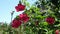 Crimson hibiscus flower moved by the wind against blue sky in a garden near the house. Selective focus