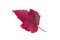 Crimson leaf. Autumn leaf isolated on white background