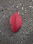 a crimson leaf of a Japanese cherry on the asphalt