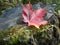 The crimson leaf of maple