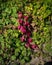 Crimson leaves among the greens