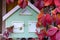 Crimson leaves of wild grapes on the background of a decorative house