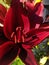 Crimson Lily