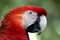 Crimson Macaw in Profile