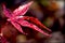 Crimson maple leaf