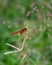 Crimson marsh glider resting on a reed