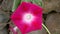 Crimson Morning Glory Flower