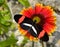 Crimson-patched Longwing Butterfly on a Blanket flower