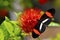 Crimson-patched Longwing Butterfly on a Combretum constrictum flower