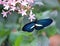 Crimson-patched Longwing Heliconius erato butterfly, Colombia