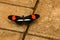 Crimson Patched Longwing-Heliconius erato phylis