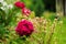 Crimson peony blooming in spring garden with heucheras on background