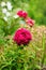 Crimson peony blooming in spring garden with heucheras on background