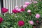 Crimson and pink flowers of peonies in the garden